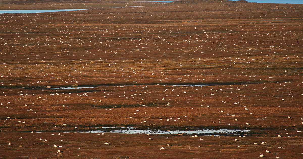 Light geese across tundra breeding habitat. Photo courtesy of Dana Kellett